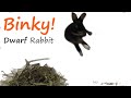 Wabbit Rabbit HOP!!! Binky Flop a Netherland Dwarf Rabbit!