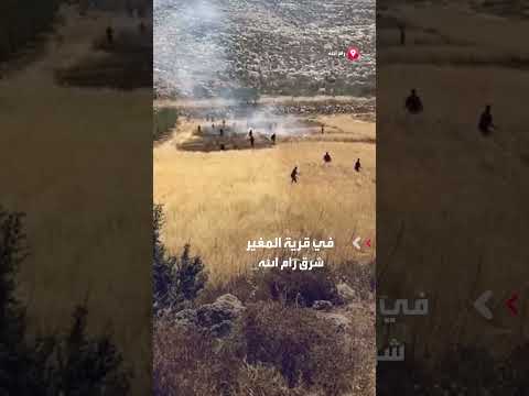 مستوطنون يهاجمون مزارعين فلسطينيين خلال حصادهم القمح شرق رام الله