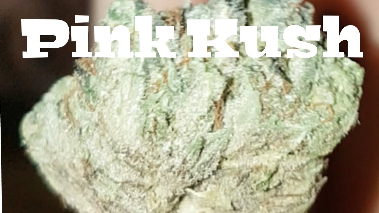 Strain Review - Pink Kush