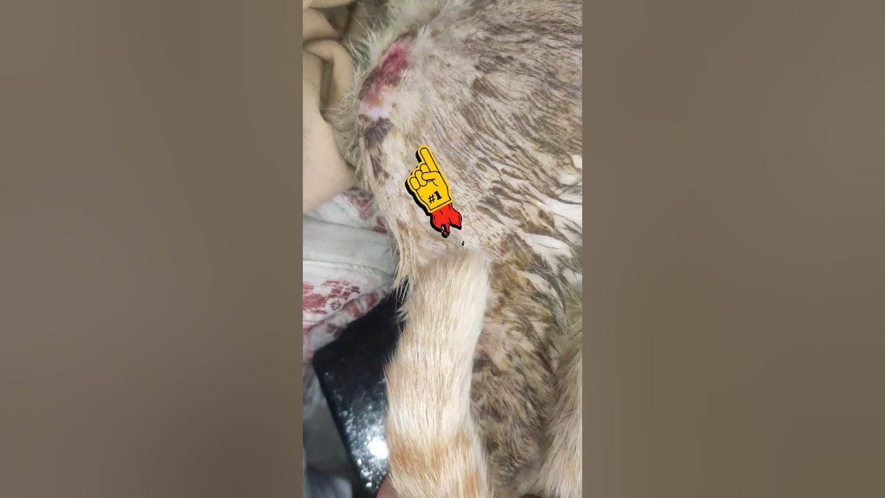 cat-leg-injury-treatment-leg-injury-treatment-for-cat