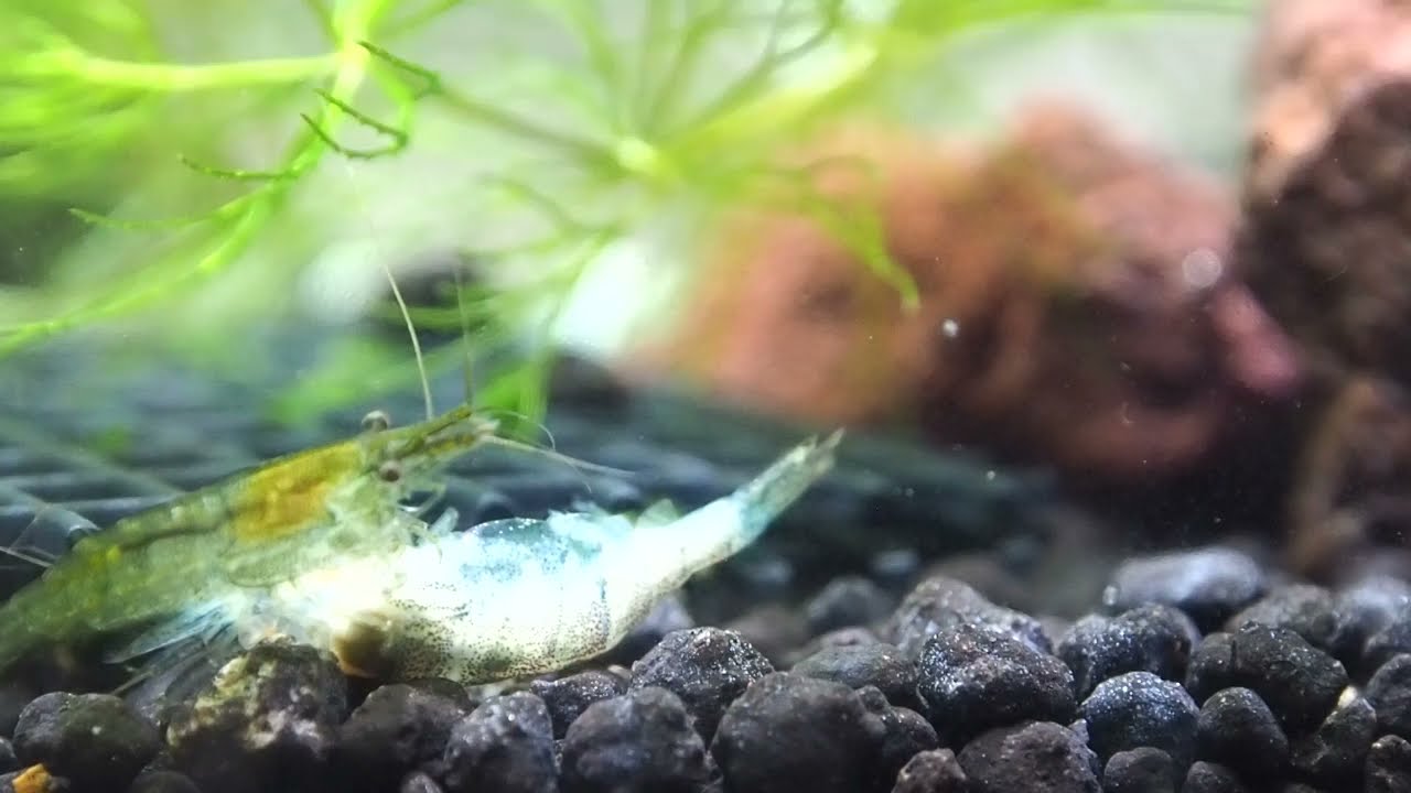 ミナミヌマエビの死骸を食べるミナミヌマエビ octくんと学ぼう ミナミヌマエビの死骸を食べるミナミヌマエビ octくんと学ぼう