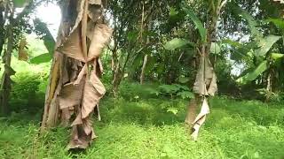 Tasya Rosmala  Kehilangan  Dangdut Klasik Terpopuler Om Adella Hits