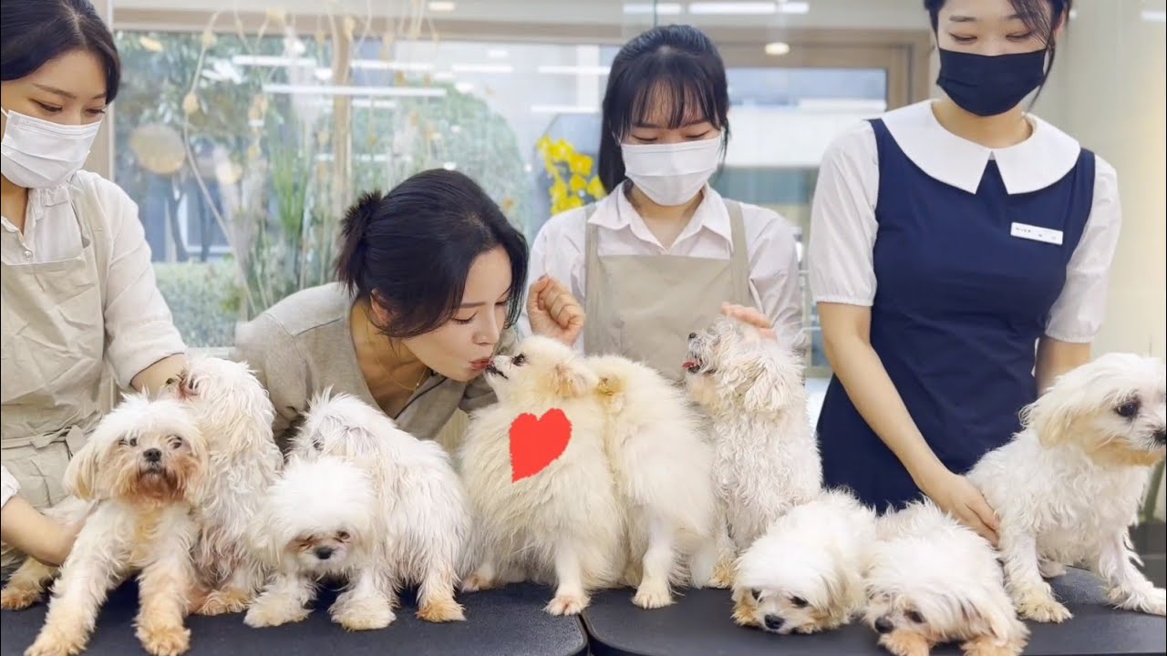 [Пожертвование талантов] Дети из животноводческого центра Хвасон... | Эти маленькие щенки ждут св...