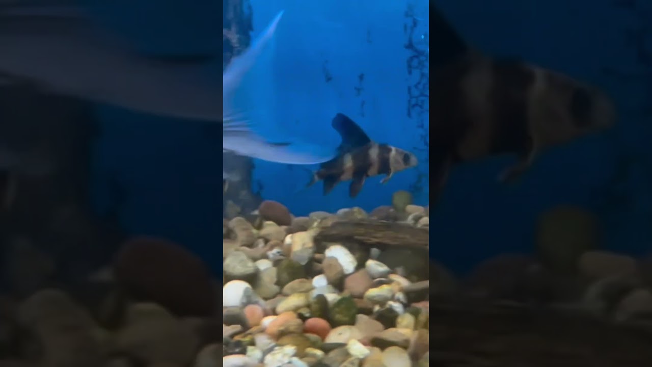 Shark week in 60 seconds or less 