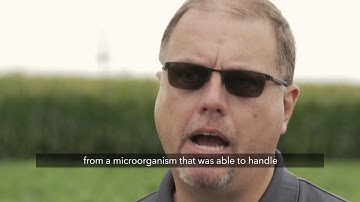 What is the difference between Roundup Ready 2 Yield® and Roundup Ready 2 Xtend® soybeans?