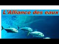 Le premier type dalliancelalliance de la loi ou des eaux la libation dhuile deaudu vin etc