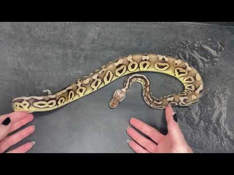 Pastel Cinnamon 100% het Clown 50% het Desert Ghost Ball Python