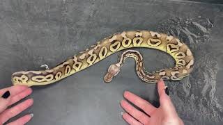Pastel Cinnamon 100% het Clown 50% het Desert Ghost Ball Python