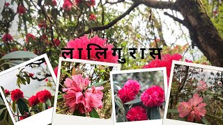 लालीगुरास🫶🏻🌸#nature #shima #bhojpur #rupabungvlog