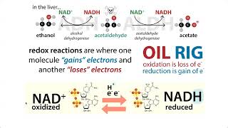 glutathione reaction with acetaldehyde Comprehensive study of the dynamic interaction between SO2 and during alcoholic fermentation Effects of alcohol on metabolism