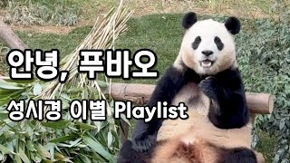 [𝗣𝗹𝗮𝘆𝗹𝗶𝘀𝘁]🐼안녕, 푸바오-성시경 유튜브 라이브 이별 플레이리스트🎧