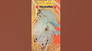 ❤️🌹❣️Mashallah❤️🌹❣️❤️ Silver Java Chick