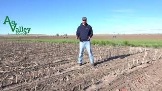 How to Calculate Stand Counts in Corn and Soybeans