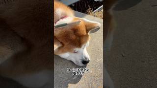秋田犬-迅JIN- じん君のブラッシング#秋田犬#akitainu#JIN#2歳