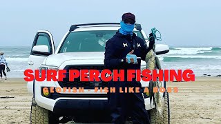 Surf Perch Fishing at Oceano Dunes is AMAZING! #surfperch #surffishing