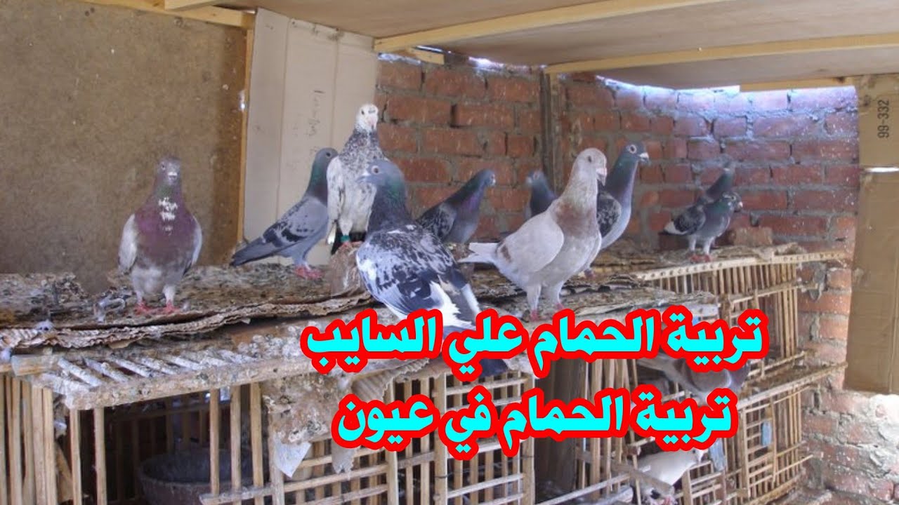 بالتفصيل تربية الحمام سايب تربية الحمام في سلاكات إيجابيات وسلبيات كلا منهم