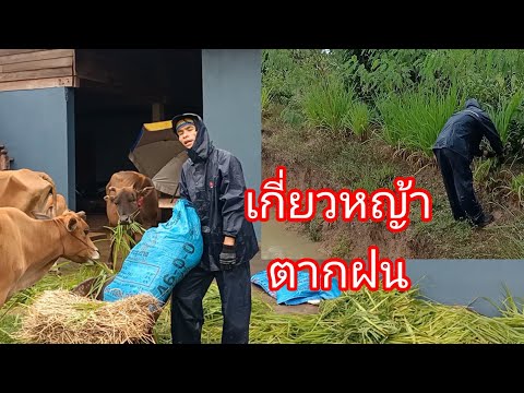 ผลสลากกินแบ่งรัฐบาล วันที่ 1 พย. 2567