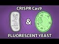 Crispr Cas9 &amp; Fluorescent Yeast: Genetic Engineering at Home