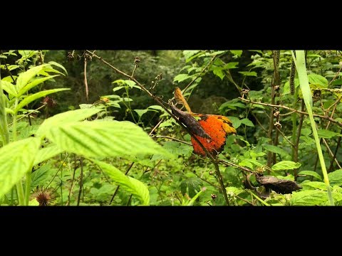 The Wonders of the Outside World - An Experimental Nature Piece The Wonders of the Outside World - An Experimental Nature Piece