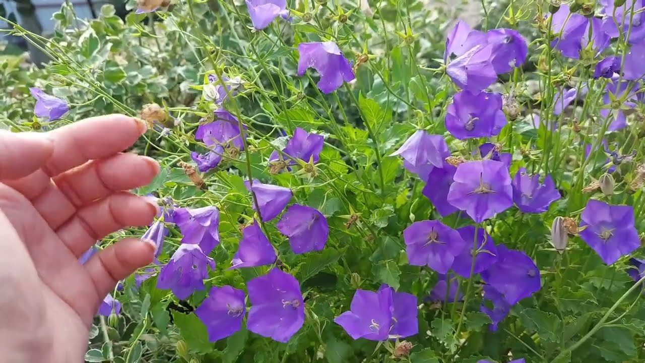 Дзвоник карпатський ❤️ вирощування від А до Я