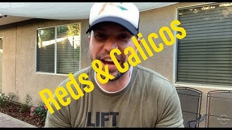 Episode 112 - Reds and Calico Amazon Tree Boas!