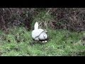 Amazing Clip Of A Goose Laying An Egg. Close-Up.