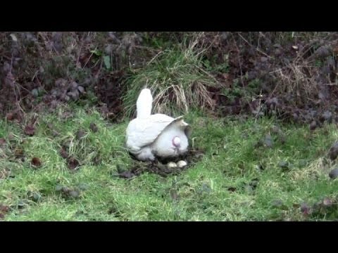 laying egg goose close