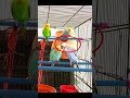 Birds Love Story, Full Video Link in Bio | #australianbirds #birdlovers #colorfulbirds #birdsloves