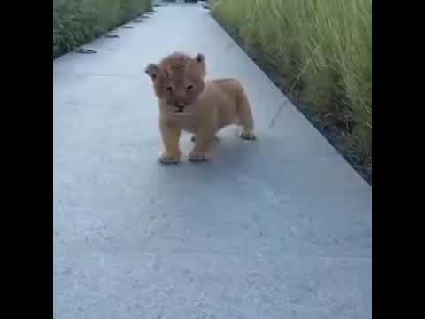 ლომის ბოკვერი... ღრიალს სწავლობს