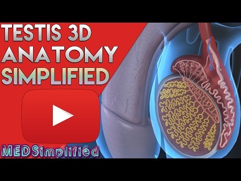 Testis and Epididymis -  Male Reproductive Anatomy Part 1