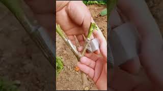 amazing chili grafting ideas #grafting #gardening