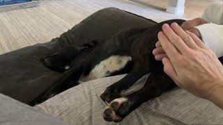 My Staffy Started an OnlyFans... 😂