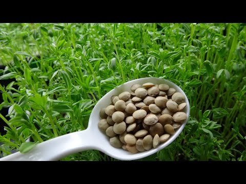 How to Grow Lentil Shoots From Lentil Sprouts