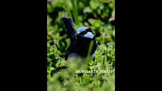 Superb Fairy wren #australianbirds #birdphotography