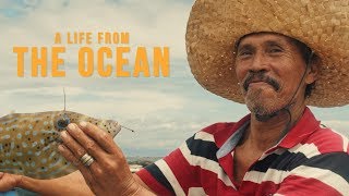 LIFE FROM THE OCEAN  Pocket Cinema Camera 4K