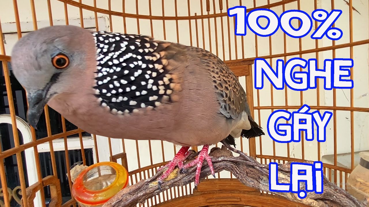 💦CHIM CU GÁY Giọng Hấp Dẫn ĐỦ BÀI [GÁY GỌI,THÚC,GÙ ]Kích Bổi Nhanh Nổi.Cu Gáy.Cu Đất,Cu cườm