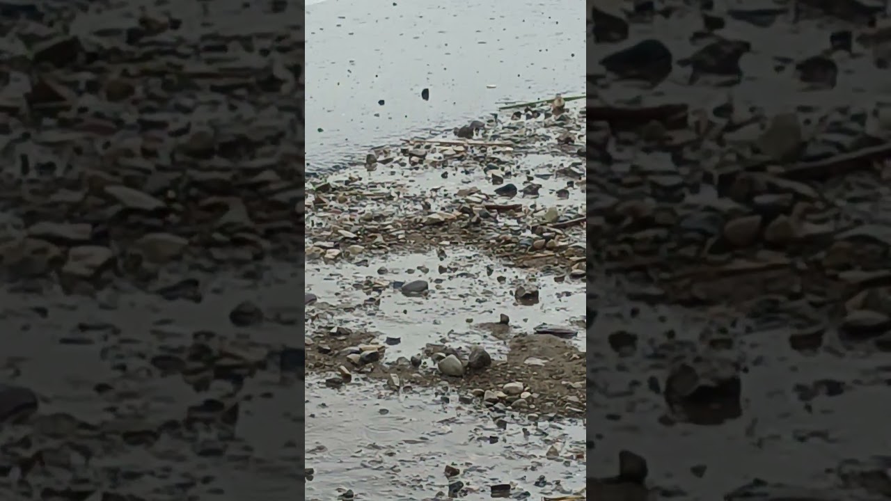 Chithoda Goa 🥹 | Fiza Nursery Muzaffarnagar 