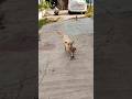 please save animals 🐄🐕🙏🙏🙏...#dog #shortvideo