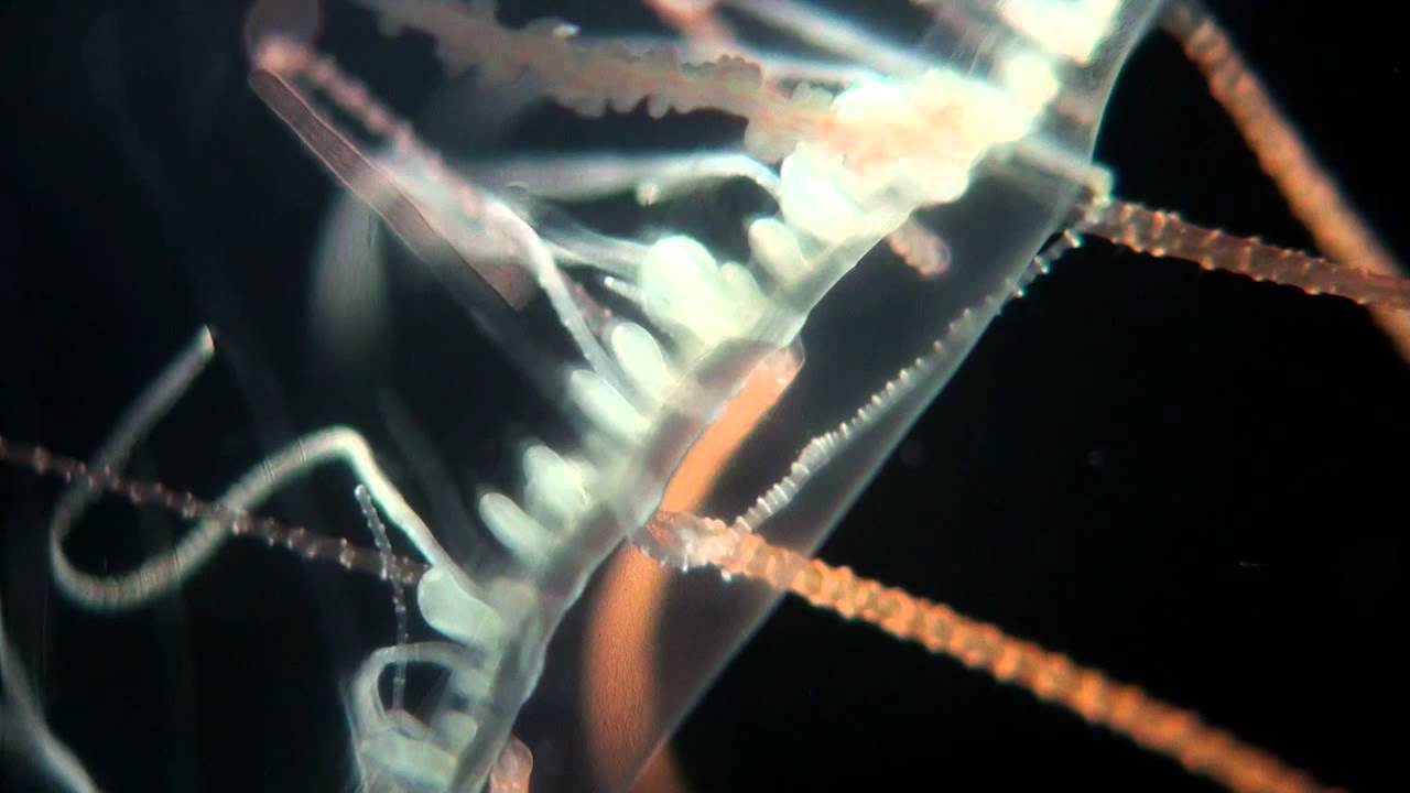 Olindias sambaquiensis