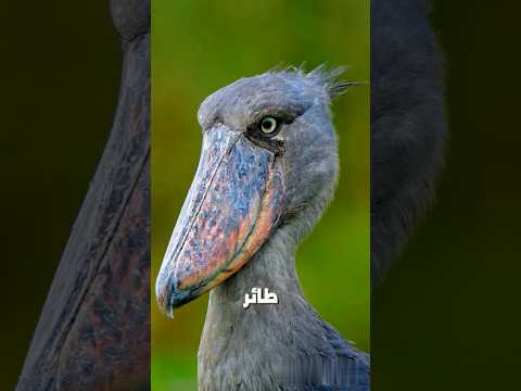 أكثر أصوات الطيور رعبا في العالم