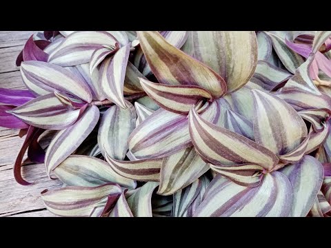 Комнатные растения. Традесканции: