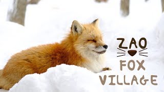 บุกตะลุยหมู่บ้านจิ้งจอก Zao Fox Village