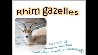 Rhim gazelles