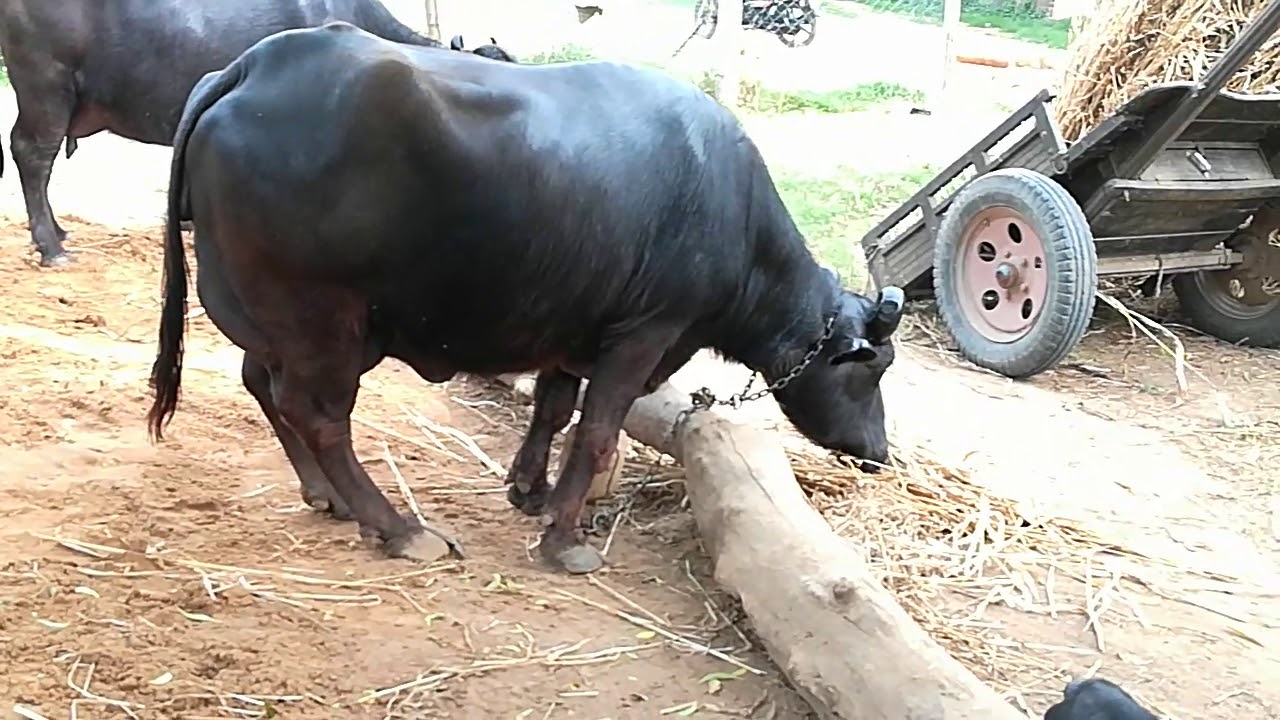 mehsana buffalo for sale mo 7874418015 YouTube