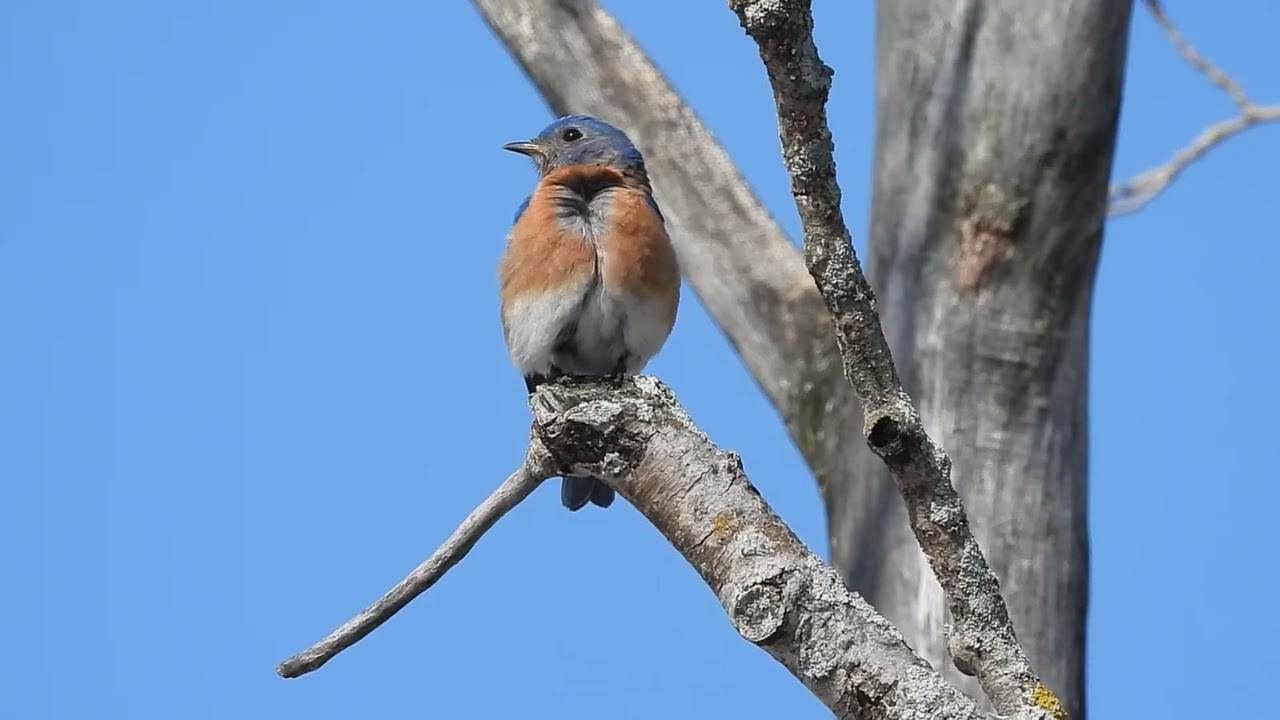 Merlebleu de l'Est - Eastern Bluebird - Sialia sialis