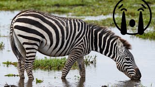 Massive crocodile takes down a zebra! // African photo safari Massive crocodile takes down a zebra! // African photo safari
