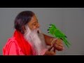 Parrots interact with Sri Swamiji at Shukavana (Parrot Park)