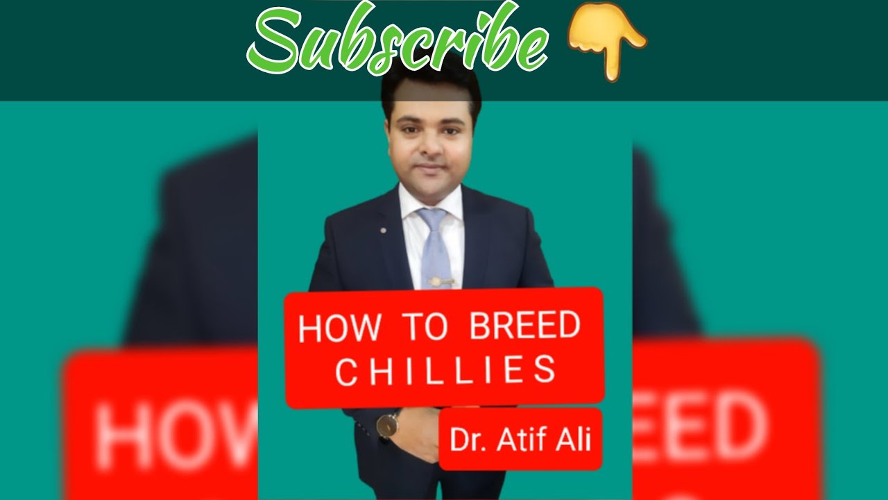 HOW TO BREED CHILLI PEPPERS 🌶 UNIVERSITYOFAGRICULTURE YouTube