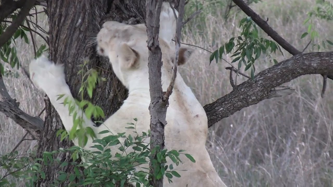 White lioness from Birmingham pride