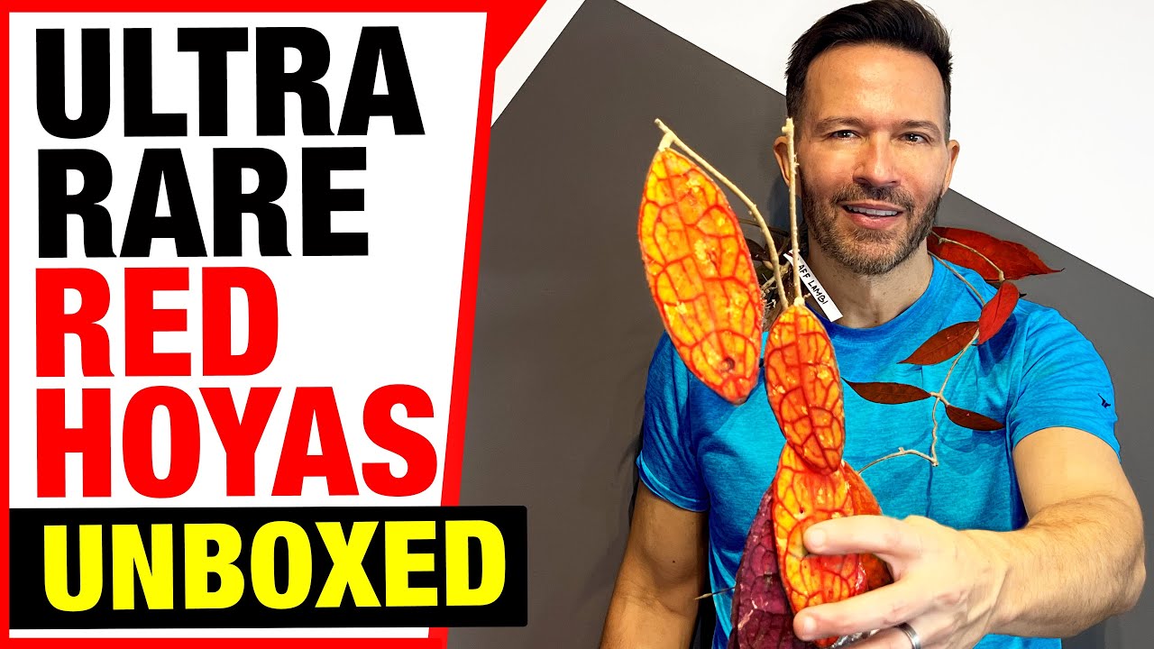 Unboxing ultra-rare red Hoya species where foliage is naturally red, or when sun-stressed!